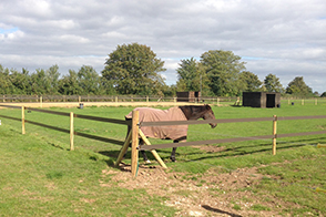 Equestrian Fencing